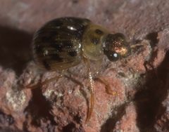Berosus pantherinus