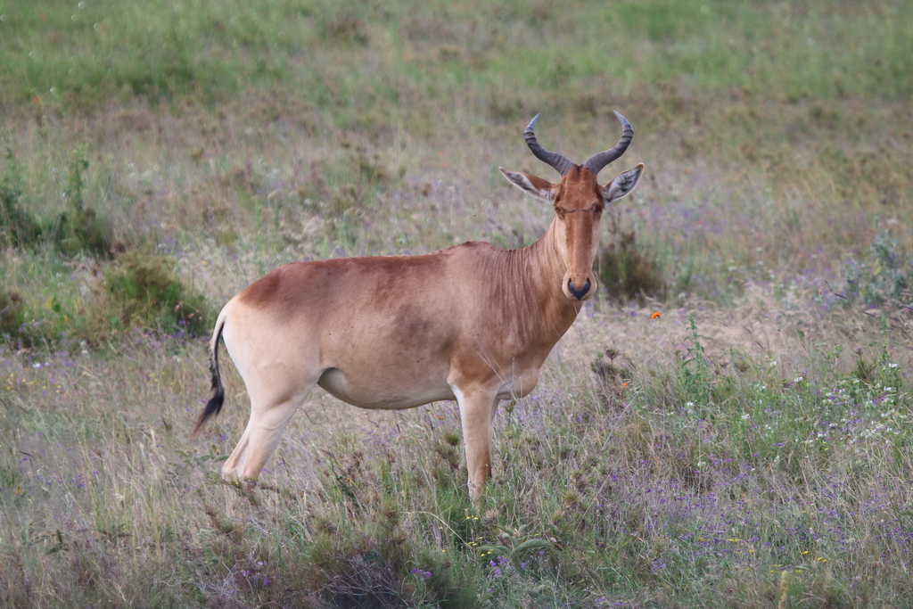 Coke’s hartebeest, Serengeti, Tanzania, photographed by 昆虫学liuye