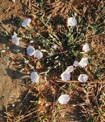 Convolvulus prostratus