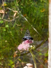 Arctiinae