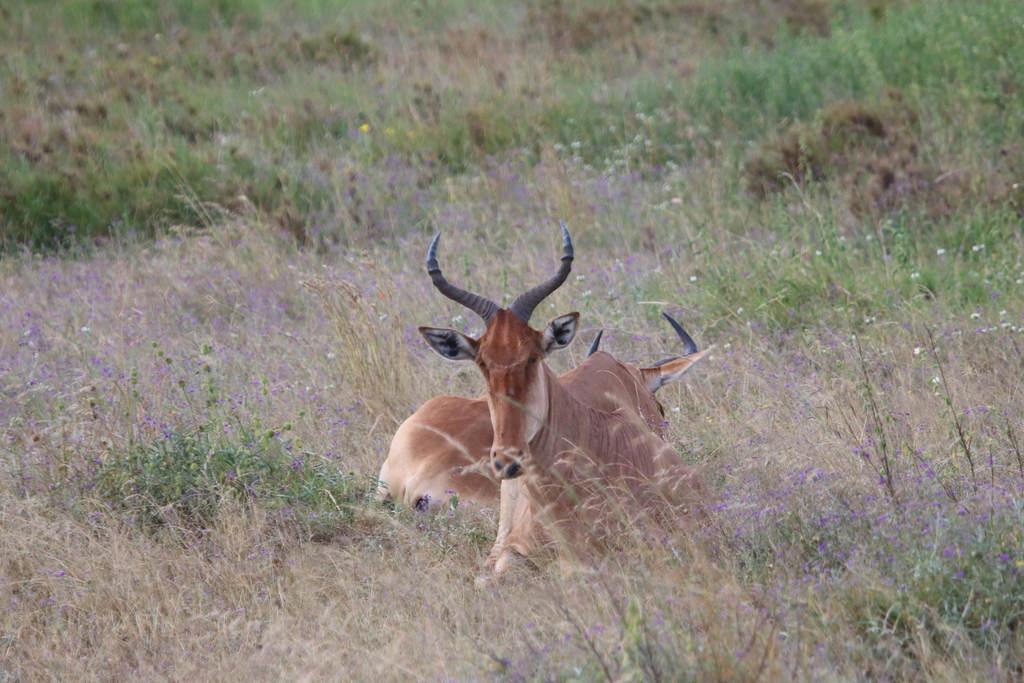 Coke’s hartebeest, Serengeti, Tanzania, photographed by 昆虫学liuye