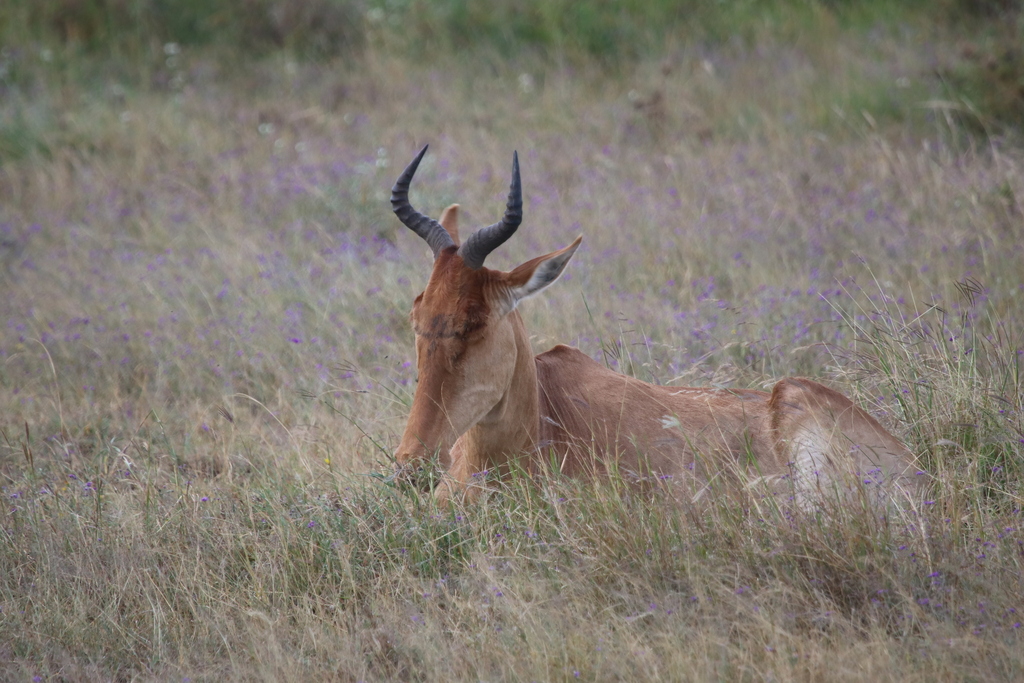 Coke’s hartebeest, Serengeti, Tanzania, photographed by 昆虫学liuye
