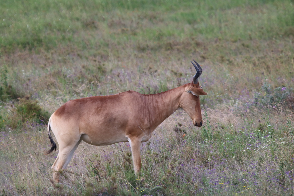 Coke’s hartebeest, Serengeti, Tanzania, photographed by 昆虫学liuye
