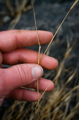 Sporobolus neglectus