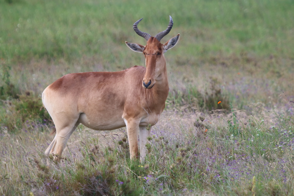 Coke’s hartebeest, Serengeti, Tanzania, photographed by 昆虫学liuye