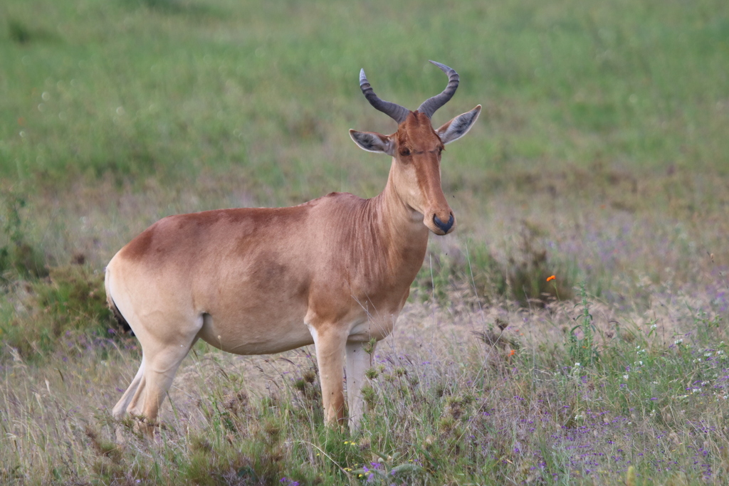 Coke’s hartebeest, Serengeti, Tanzania, photographed by 昆虫学liuye