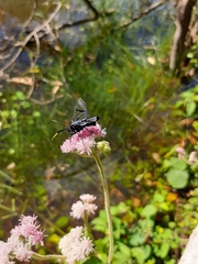 Arctiinae