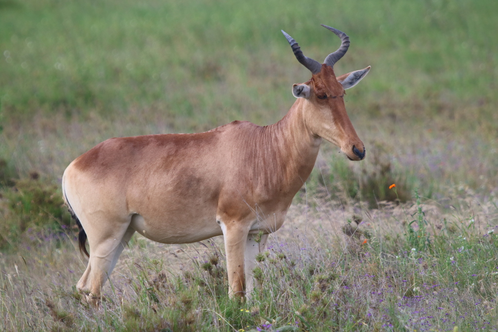 Coke’s hartebeest, Serengeti, Tanzania, photographed by 昆虫学liuye