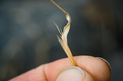 Sporobolus neglectus