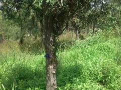 Myscelia ethusa ethusa