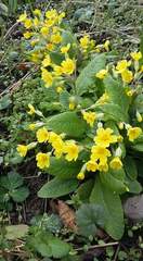 Primula × polyantha