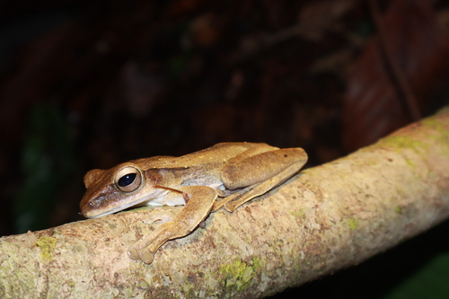 Polypedates macrotis