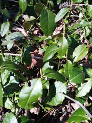 Euonymus fortunei