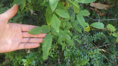 Boquila trifoliolata