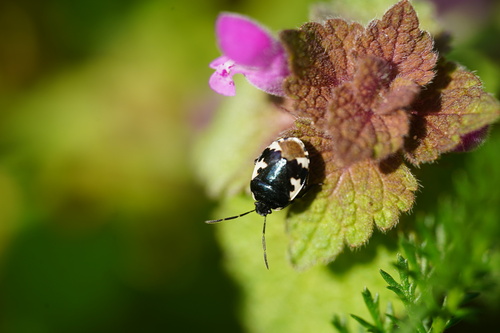 Pied shield bug, Zeddam, Netherlands, photo 6 of 10