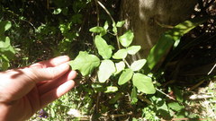 Boquila trifoliolata