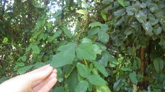 Boquila trifoliolata