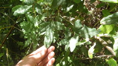 Boquila trifoliolata