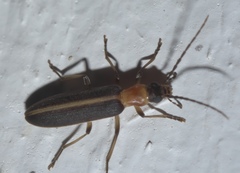 Oxycopis mimetica