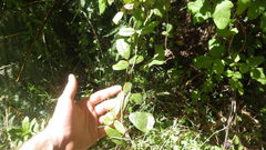 Boquila trifoliolata