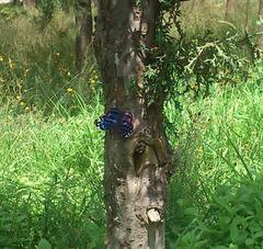 Myscelia ethusa ethusa