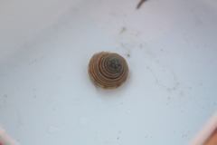 Calliostoma canaliculatum