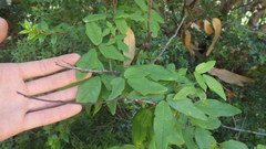 Boquila trifoliolata