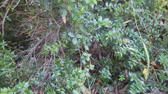 Boquila trifoliolata