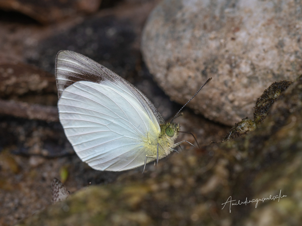 Appias aegis (Appias aegis)