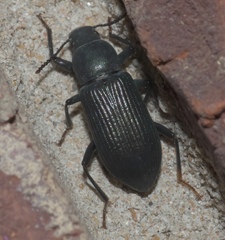 Xylopinus saperdoides
