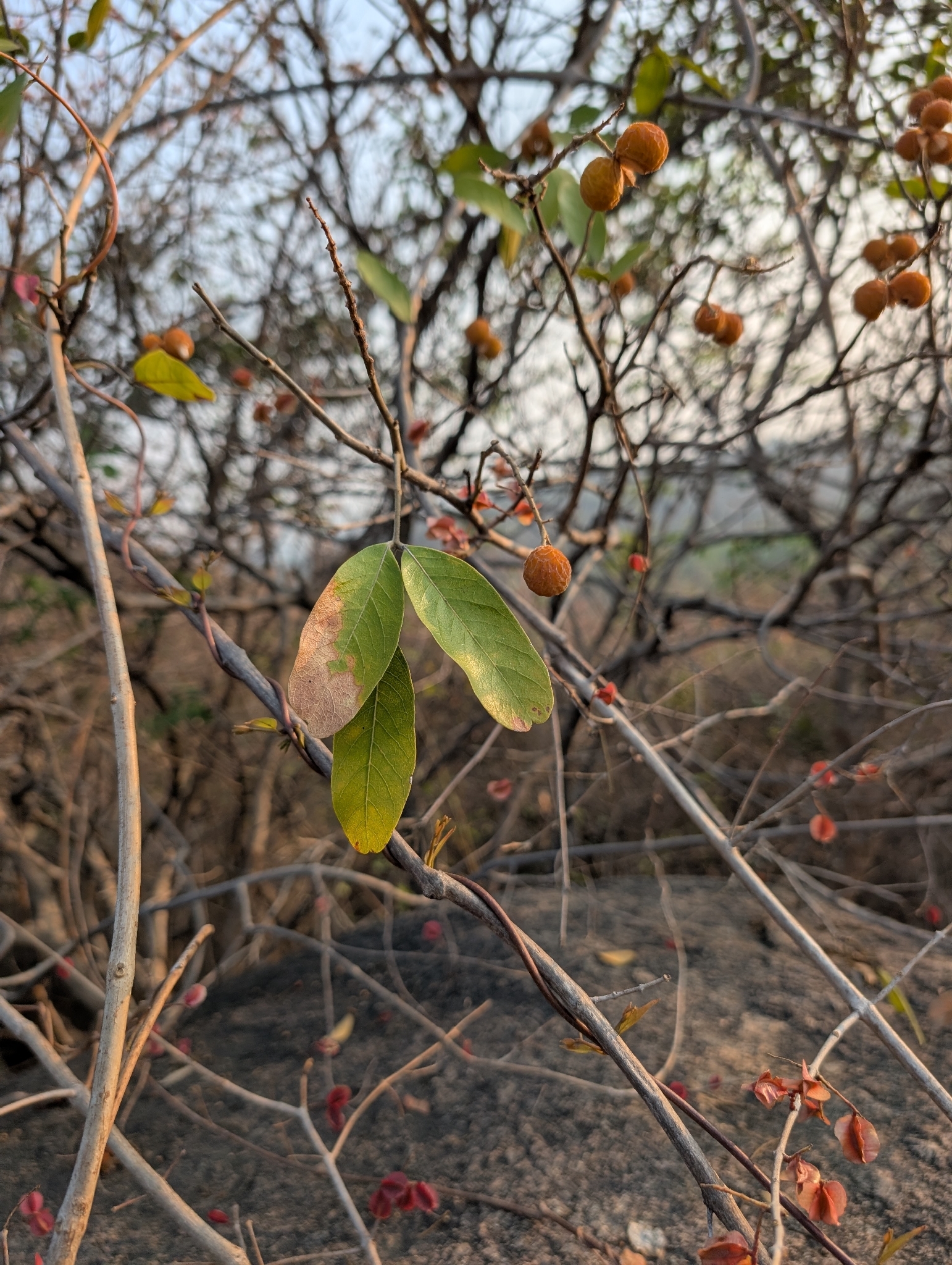 Notched Leaf Soapnut (Sapindus emarginatus)