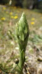 Brachystele unilateralis