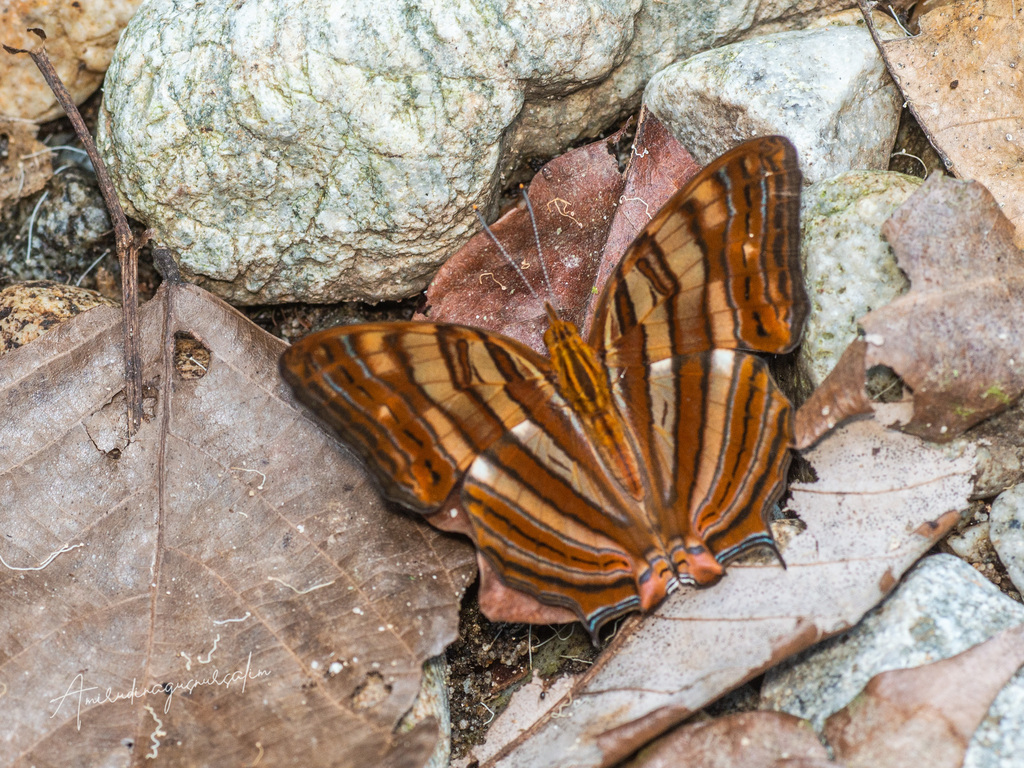 Cyrestis thyonneus (Cyrestis thyonneus)