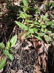 Lonicera japonica