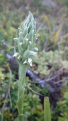 Brachystele unilateralis