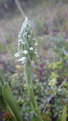 Brachystele unilateralis