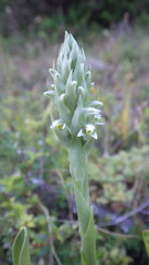 Brachystele unilateralis