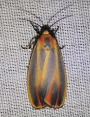 Hypoprepia fucosa