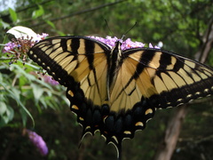 Papilio glaucus