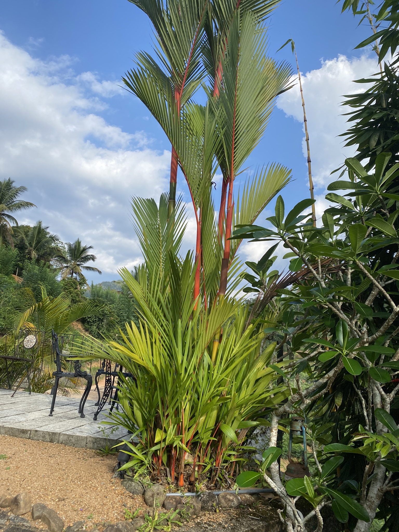Red Sealing Wax Palm (Cyrtostachys renda)