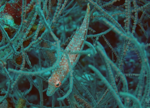 Speckled maori wrasse (Oxycheilinus arenatus) — Labridae — 5