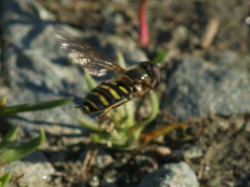 Unknown species found near Greenbrier, Charlottesville, VA, USA