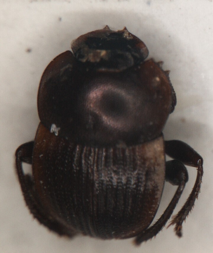 Epirinus hilaris