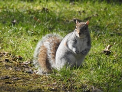 Sciurus carolinensis