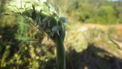 Brachystele unilateralis