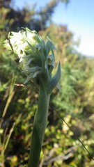 Brachystele unilateralis