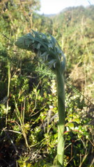 Brachystele unilateralis