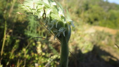 Brachystele unilateralis