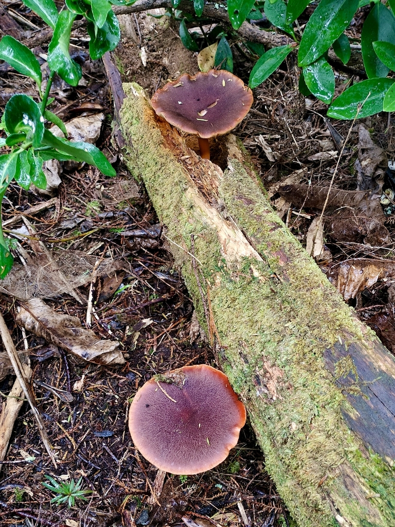 Gymnopilus purpuratus · March 2026 · photo: © bagels_nz (iNaturalist, cc0)