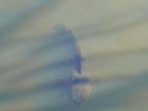 Channa argus